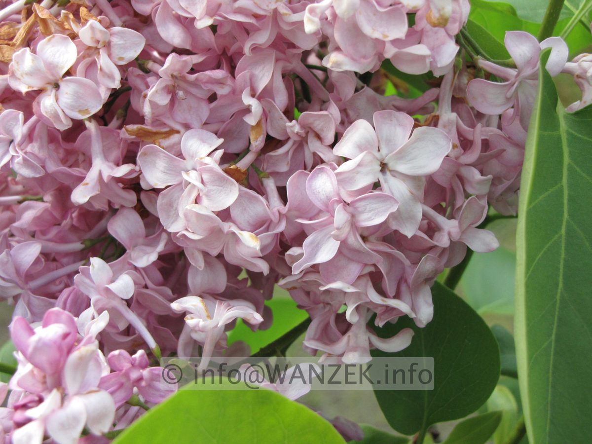 Syringa vulgaris Lucy Baltet.JPG